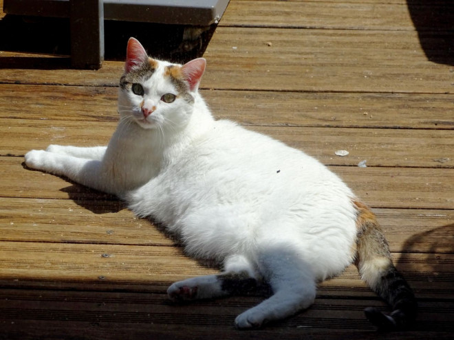 Photo de Chat domestique