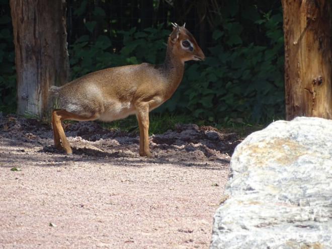 Photo d'Antilope