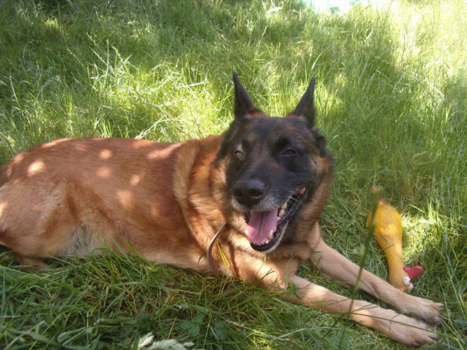 Photo de Berger belge malinois