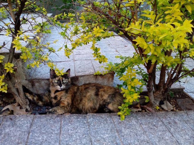 Photo de Chat domestique