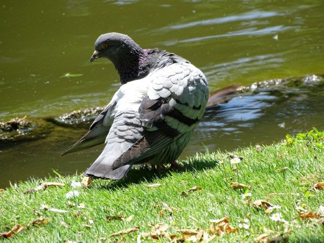 Photo de Pigeon