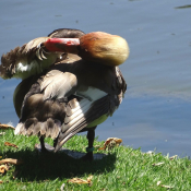 Photo de Canard nette rousse