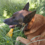 Photo de Berger belge malinois