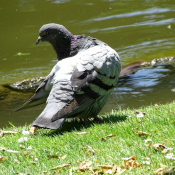 Photo de Pigeon