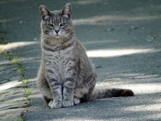 Photo de Chat domestique