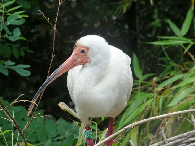 Photo d'Ibis