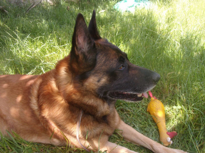 Photo de Berger belge malinois