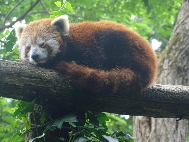 Photo de Panda roux