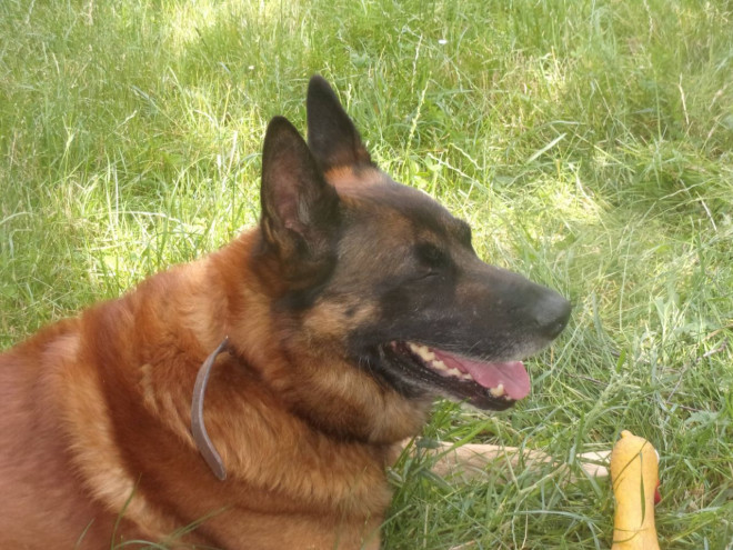 Photo de Berger belge malinois