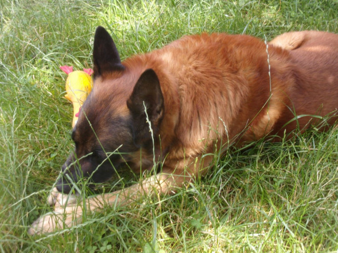 Photo de Berger belge malinois