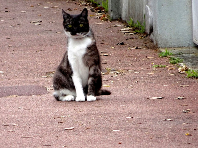 Photo de Chat domestique