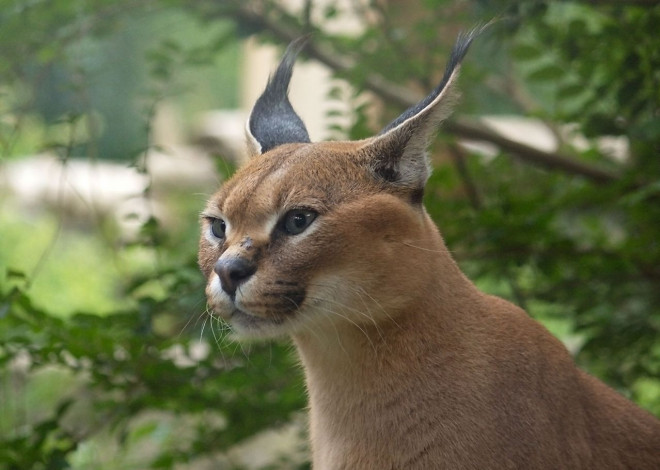 Photo de Caracal