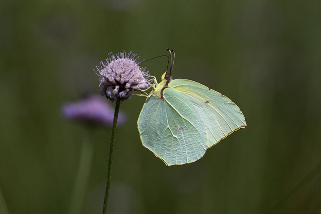 Photo de Papillon