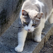 Photo de Chat domestique