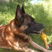 Photo de Berger belge malinois