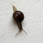 Photo d'Escargot