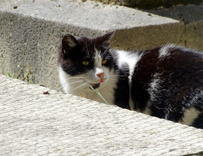 Photo de Chat domestique