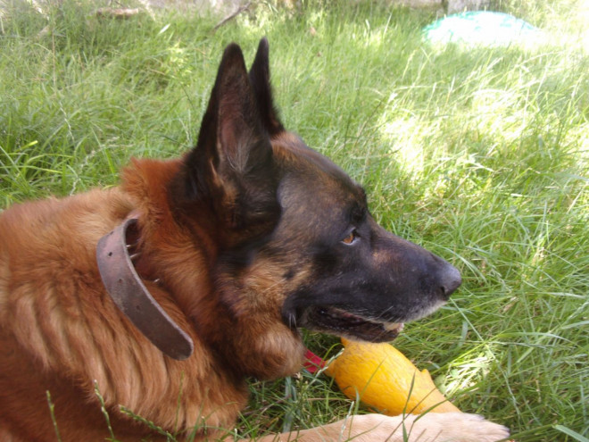 Photo de Berger belge malinois