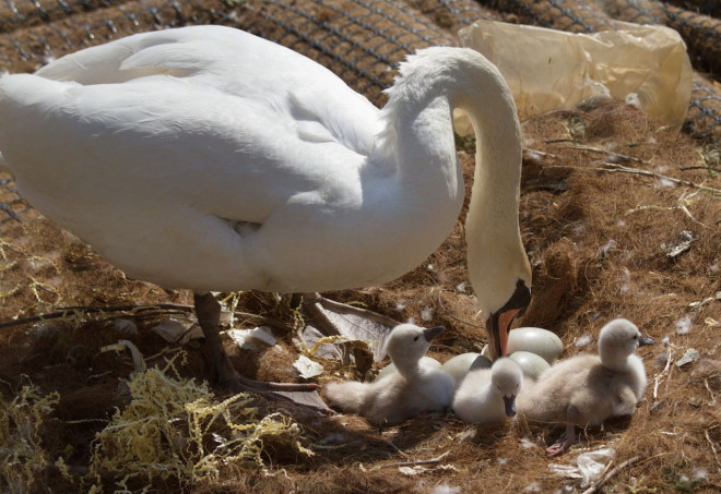 Photo de Cygne