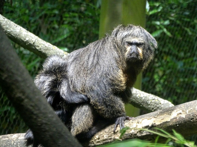 Photo de Singe - saki