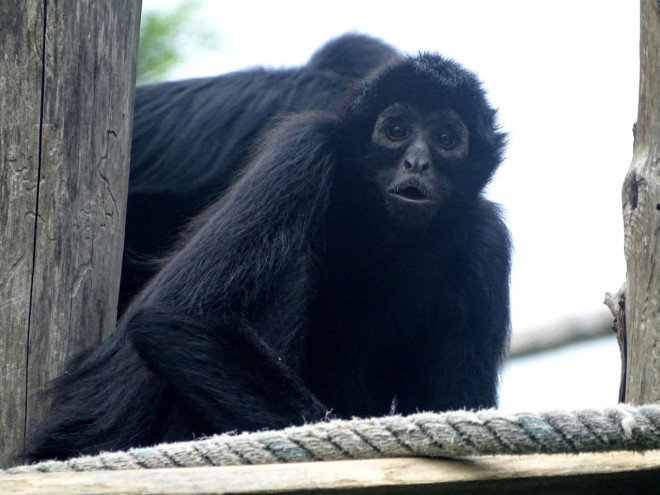 Photo de Singe - tle  tte noire