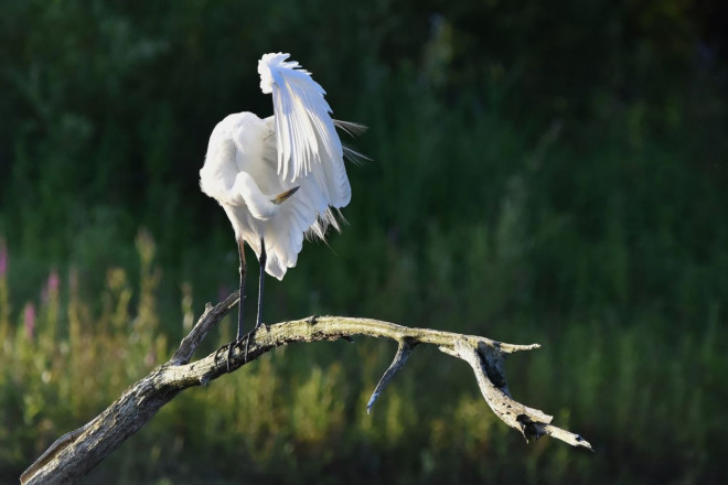 Photo d'Aigrette