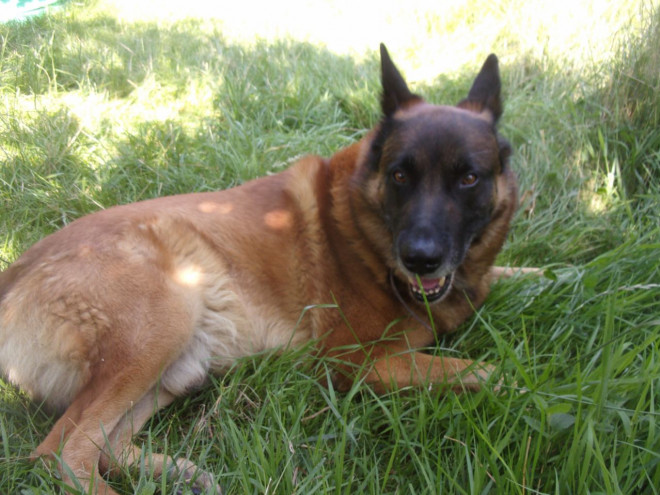 Photo de Berger belge malinois