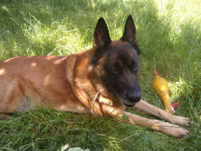 Photo de Berger belge malinois