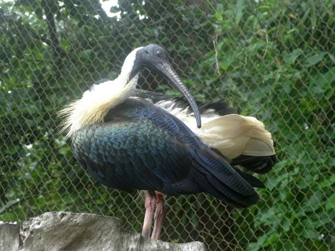 Photo d'Ibis