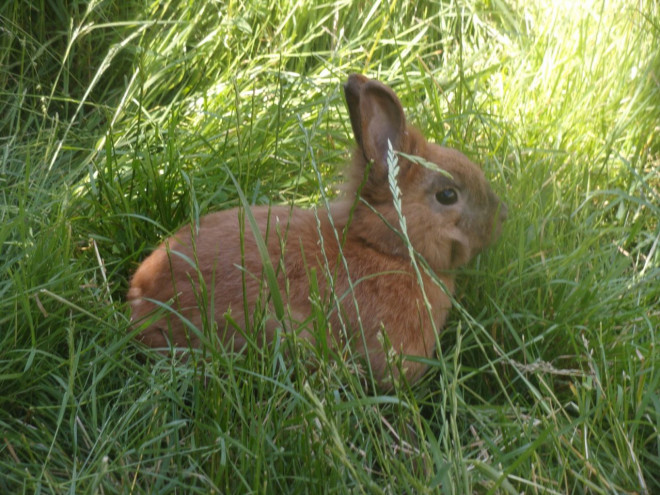 Photo de Lapin