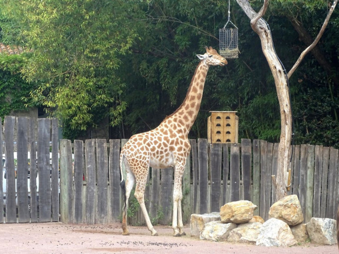 Photo de Girafe