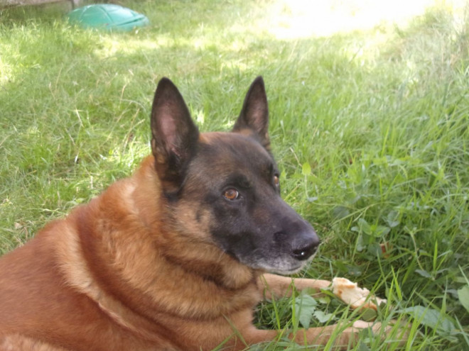 Photo de Berger belge malinois