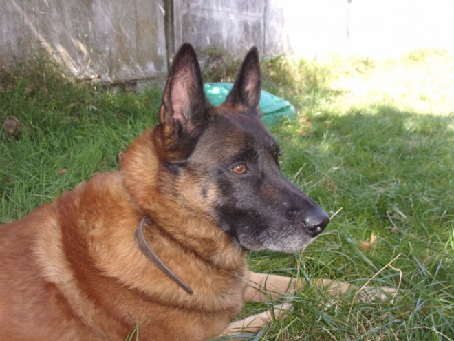 Photo de Berger belge malinois