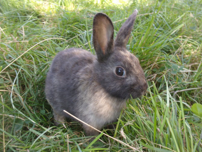 Photo de Lapin