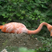 Photo de Flamand rose