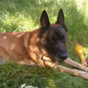 Photo de Berger belge malinois