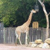 Photo de Girafe