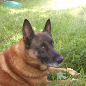 Photo de Berger belge malinois