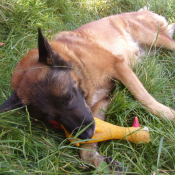 Photo de Berger belge malinois