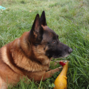 Photo de Berger belge malinois