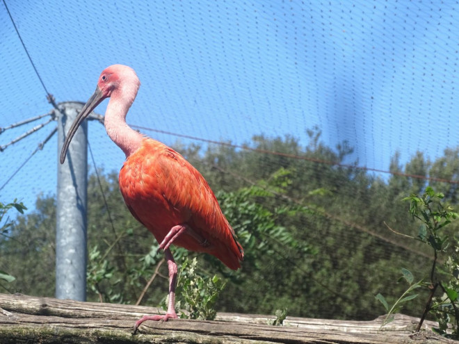 Photo d'Ibis rouge