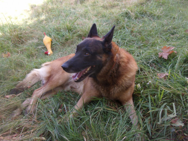 Photo de Berger belge malinois