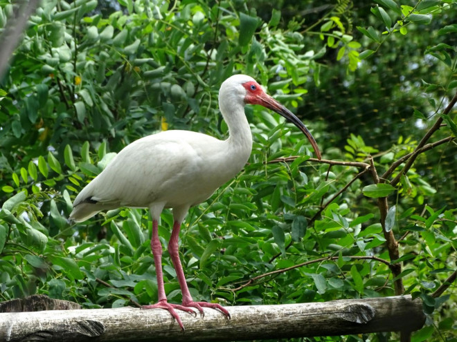 Photo d'Ibis