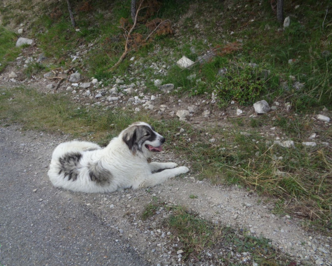 Photo de Chien de montagne des pyrnes