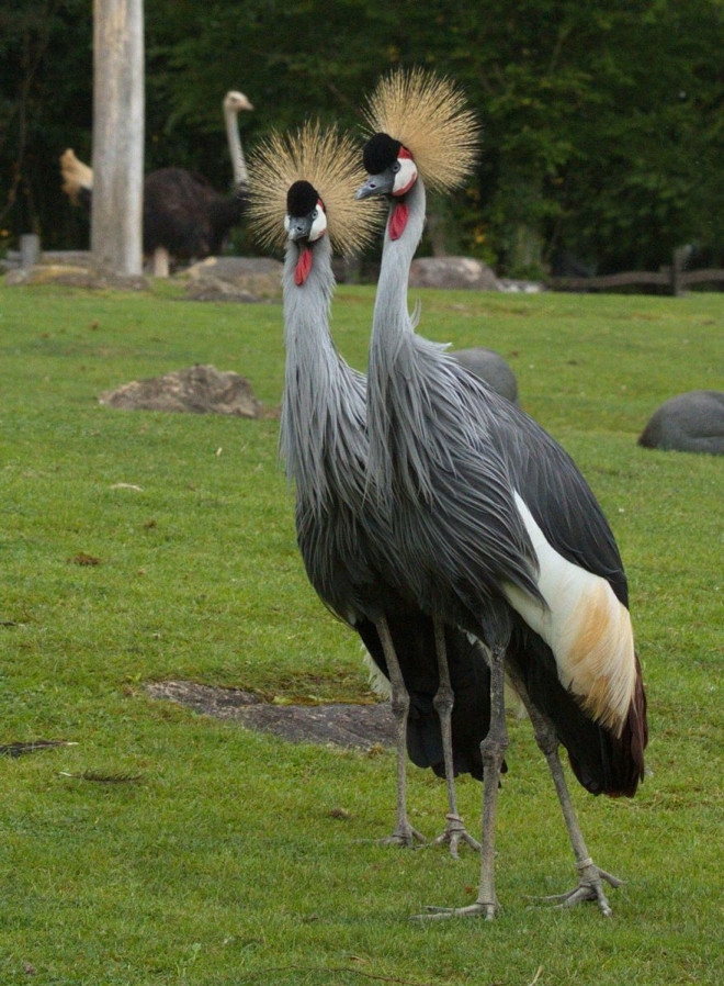 Photo de Grue couronne