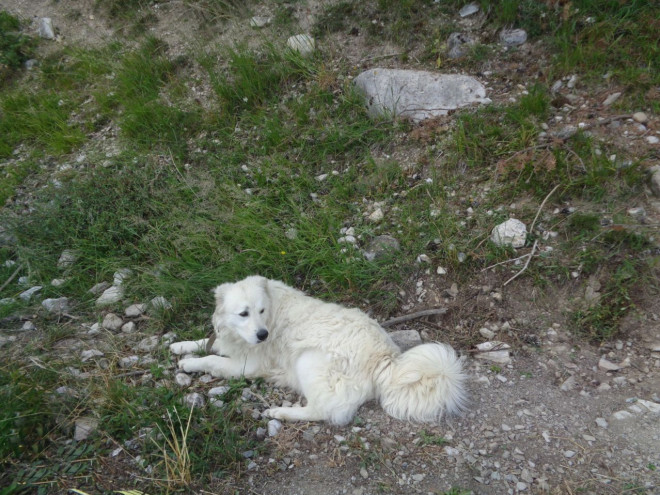 Photo de Chien de montagne des pyrnes