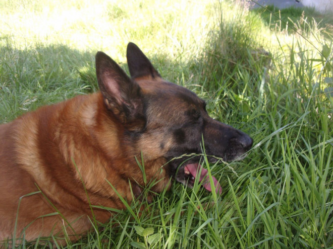 Photo de Berger belge malinois