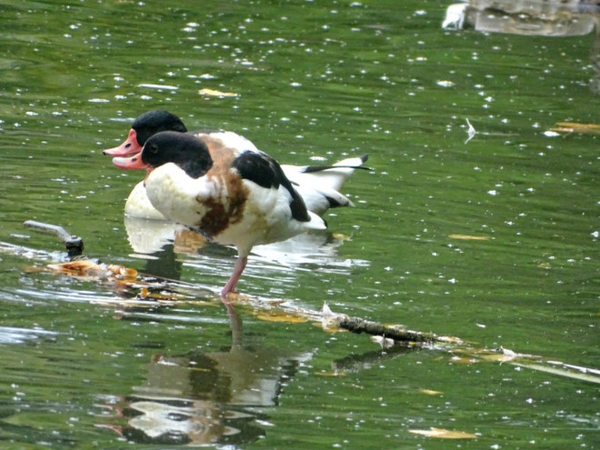 Photo de Canard tadorne de belon