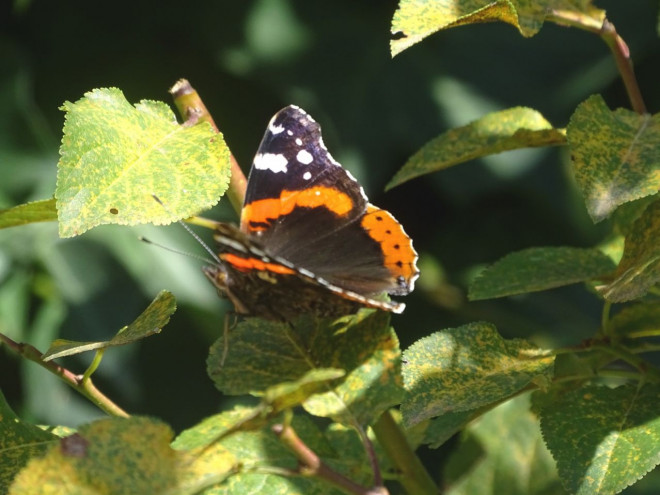 Photo de Papillon - vulcain