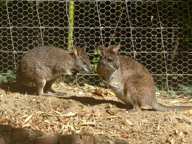 Photo de Wallaby